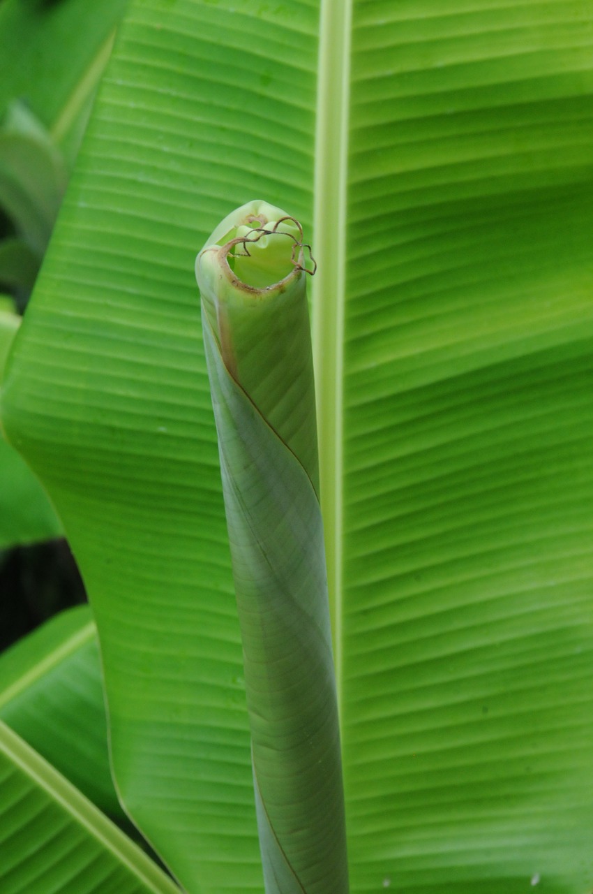 Lapai, Bananas, Augalas, Atskleisti, Apvalus, Augti, Nemokamos Nuotraukos,  Nemokama Licenzija