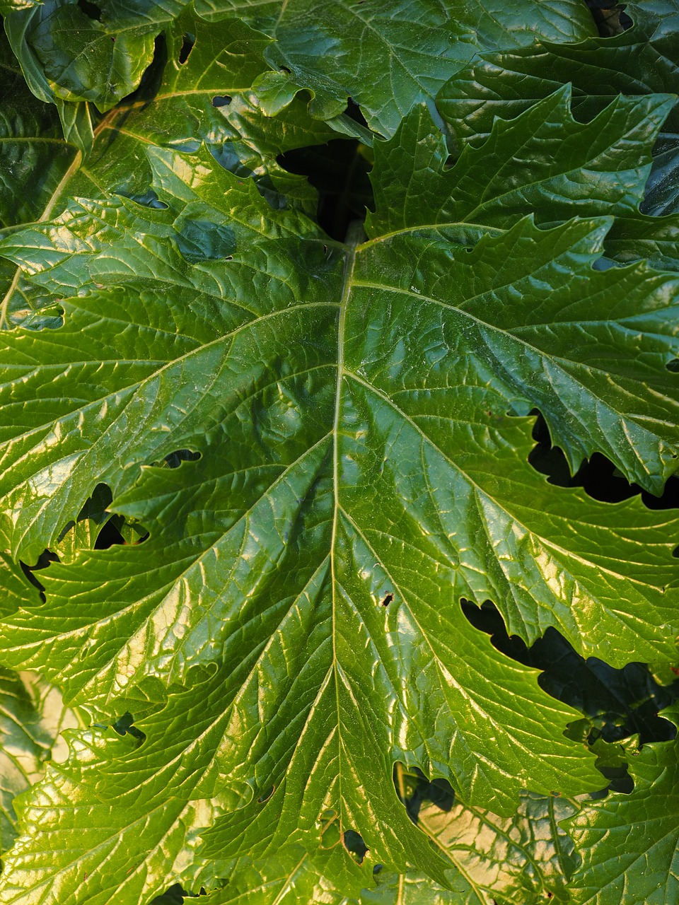 Acanthus Mollis, Acanthus, Acanthus Augalas, Acanthaceae, Minkštas Acanthus, Lapai, Žalias, Didelis, Didelis, Nemokamos Nuotraukos