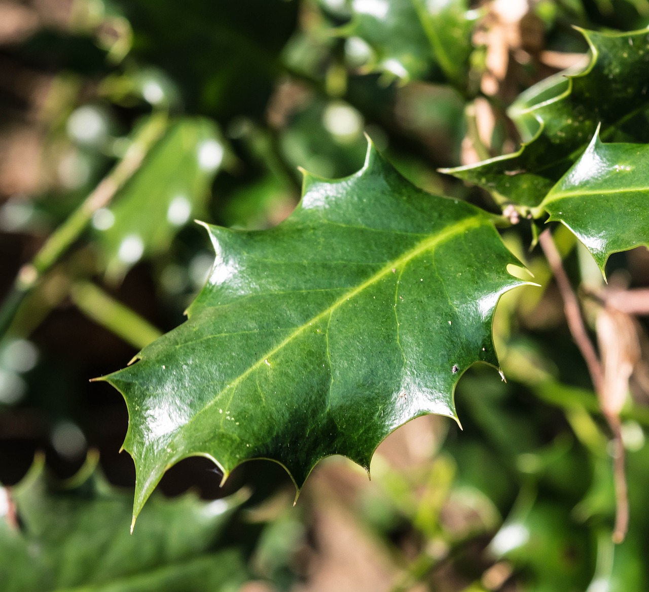 Lapai, Holly, Smailas, Žalias, Dygliuotas, Periwinkle, Ilex, Krūmas, Žiemos Uogos, Christdorn