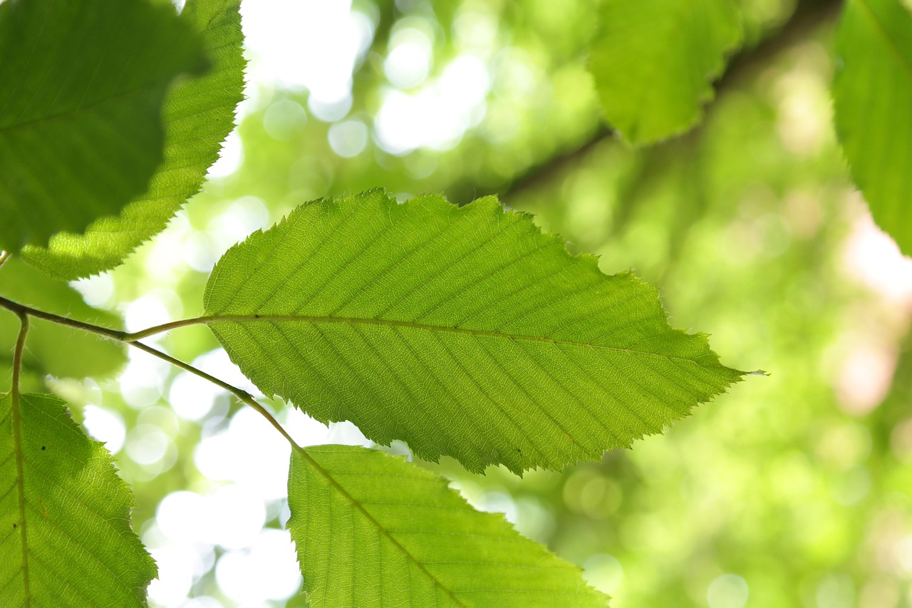 Lapai, Graužikas, Medis, Carpinus Betulus, Baltas Bukas, Rago Medis, Beržo Šiltnamio, Betulaceae, Nemokamos Nuotraukos,  Nemokama Licenzija