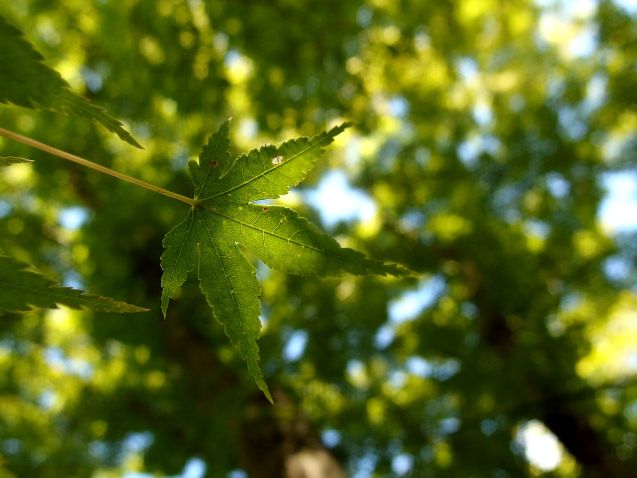 Lapai, Klevas, Lapai, Lapija, Augalas, Japonų Klevas, Gamta, Ruduo, Medis, Pavasaris