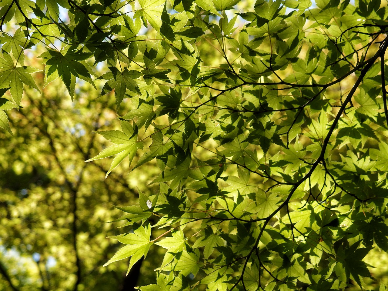 Lapai, Klevas, Lapai, Lapija, Augalas, Japonų Klevas, Gamta, Ruduo, Medis, Pavasaris