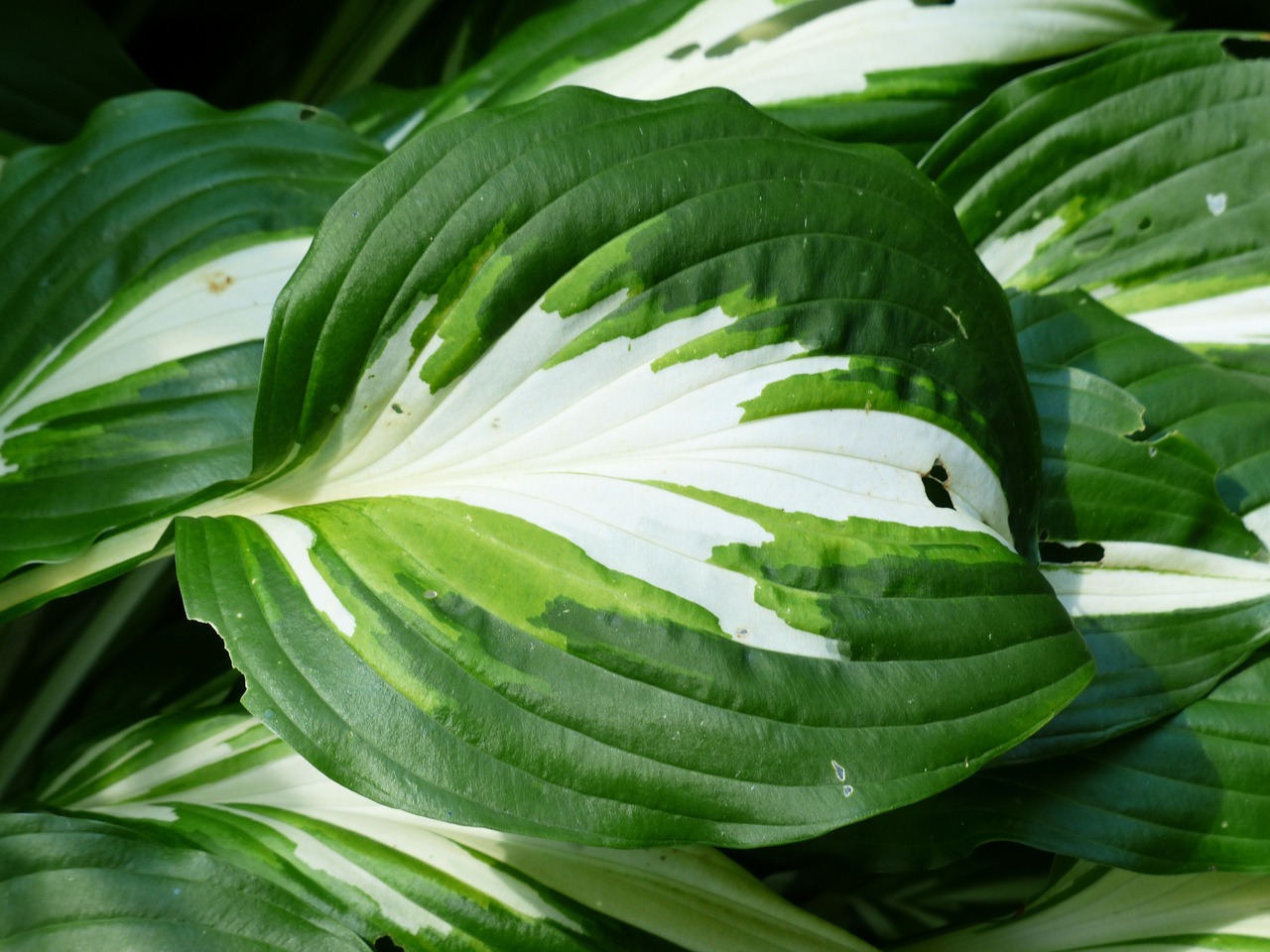 Lapai, Žalias, Balta, Plantacinė Lelija, Schattenpflanze, Baltos Spalvos, Hosta Undulata, Hosta Undulata Albomarginata, Hosta, Mylėtoji Lelija