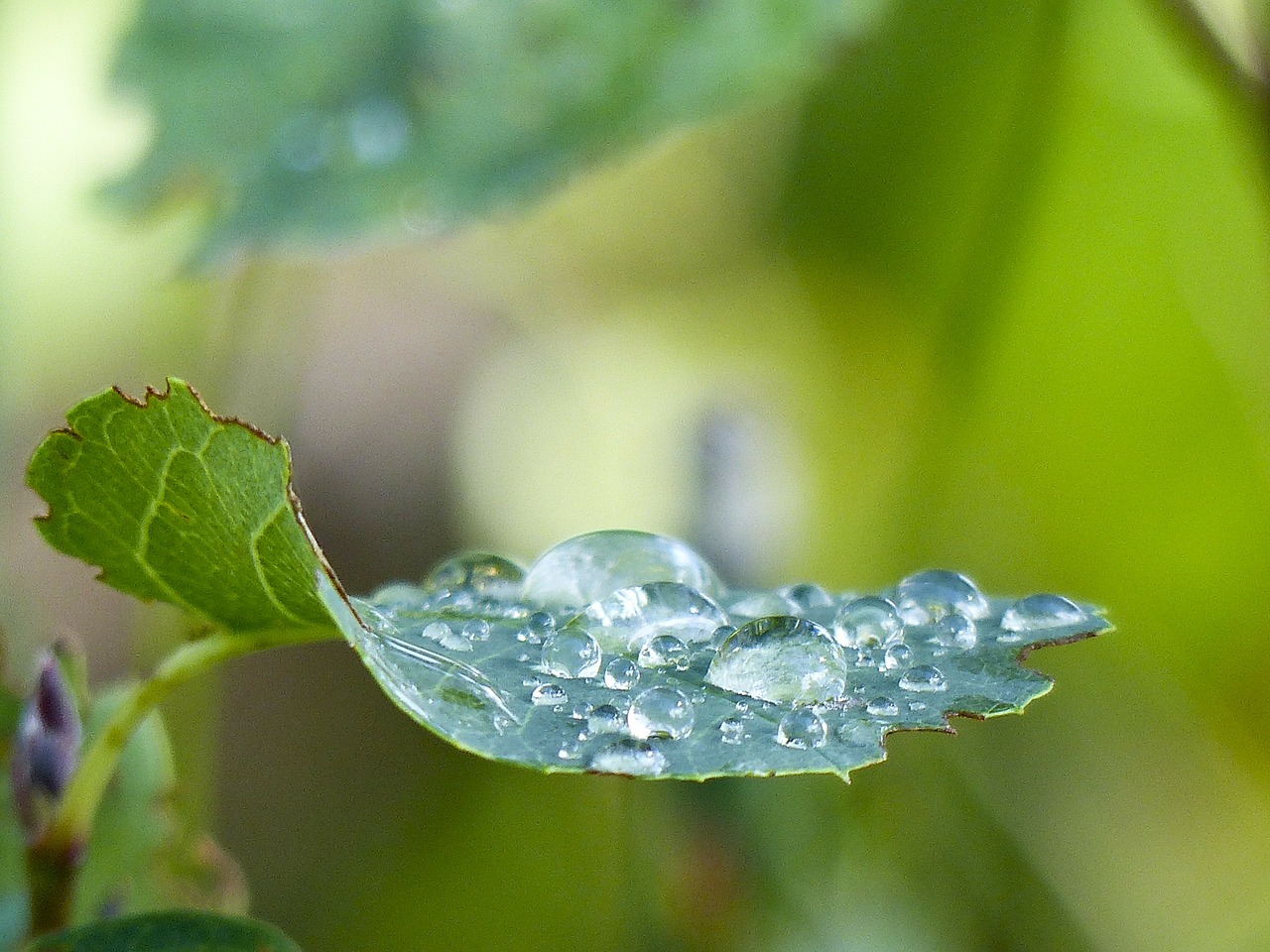 Lapai, Krūmas, Krūmas, Miškas, Atmosfera, Rytas, Lietaus Lašai, Žalias, Fauna, Gamta