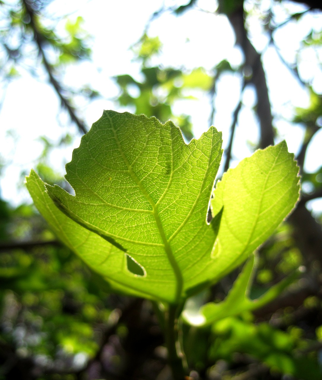 Lapai, Naujas, Žalias, Šviesa, Permatomas, Fig., Stiebas, Pavasaris, Sodas, Nemokamos Nuotraukos