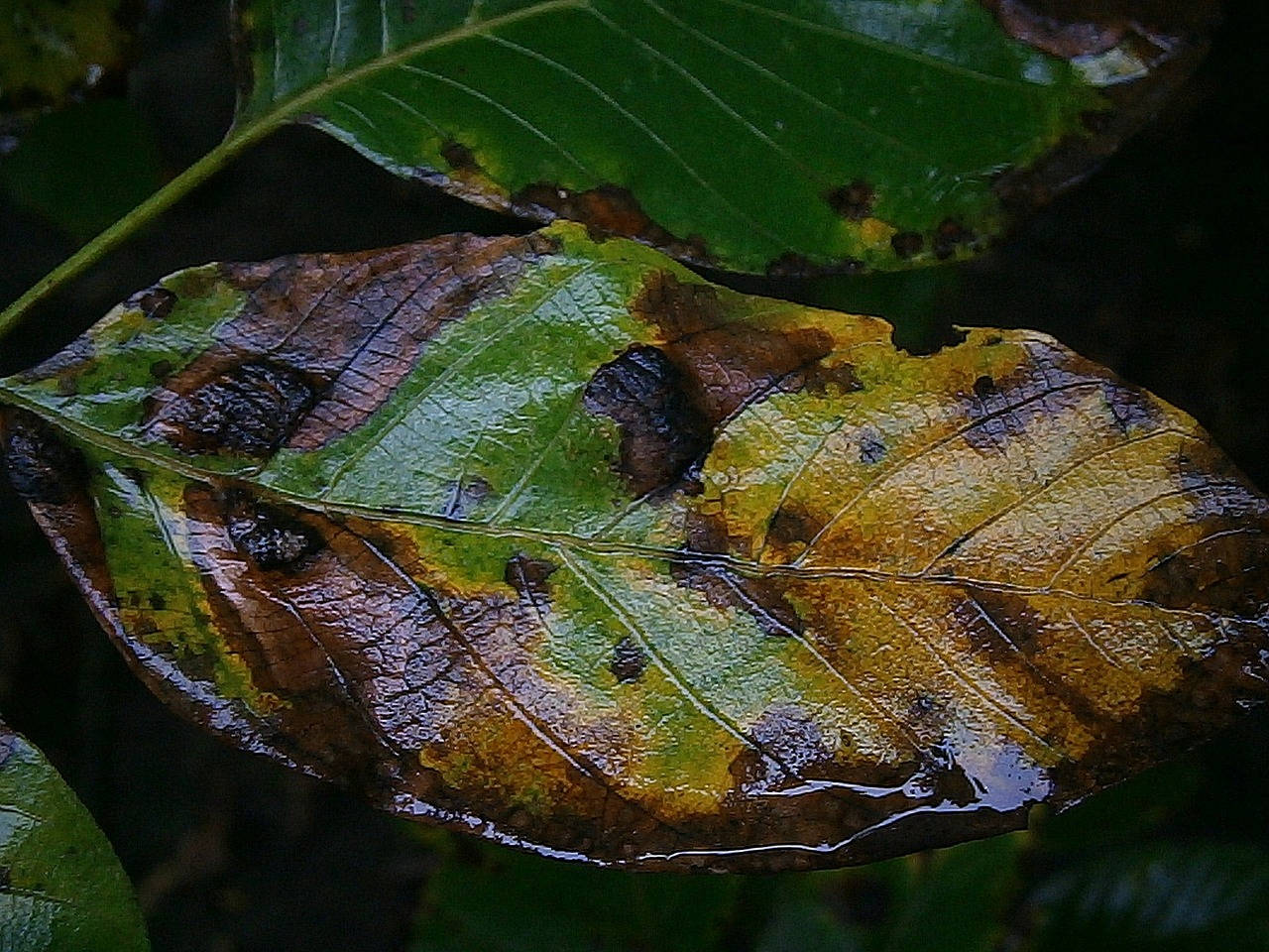 Lapai, Rudens Lapas, Ruduo, Kritimo Spalva, Spalvinga, Lietus, Vanduo, Drėgnas, Gamta, Detalės