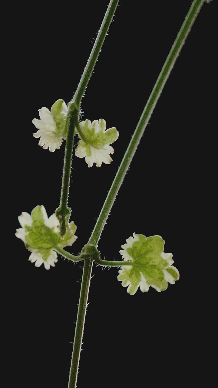 Lapai, Gamta, Žalias, Natūralus, Augalas, Tekstūra, Sezoninis, Flora, Šviesa, Lapai