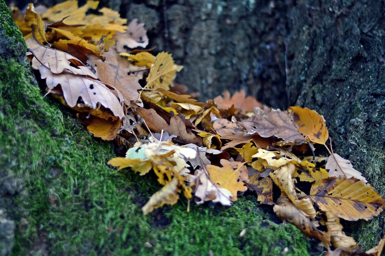 Lapai, Ruduo, Miškas, Gamta, Šalis, Medžiai, Filialas, Jesen, Žolė, Žalias