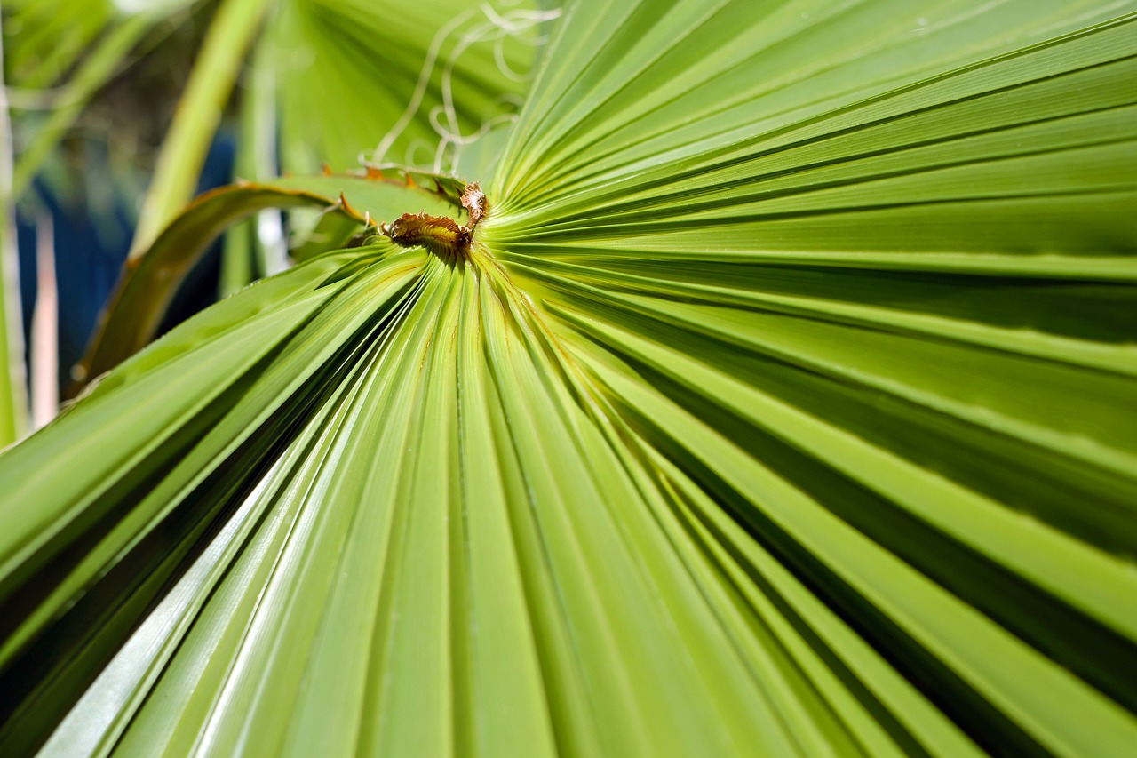 Lapai, Palmių Lapelis, Ventiliatoriaus Palmių, Palmių Šakelės, Žalias, Dideli Lapai, Delnas, Viduržemio Jūros, Augalas, Palmė