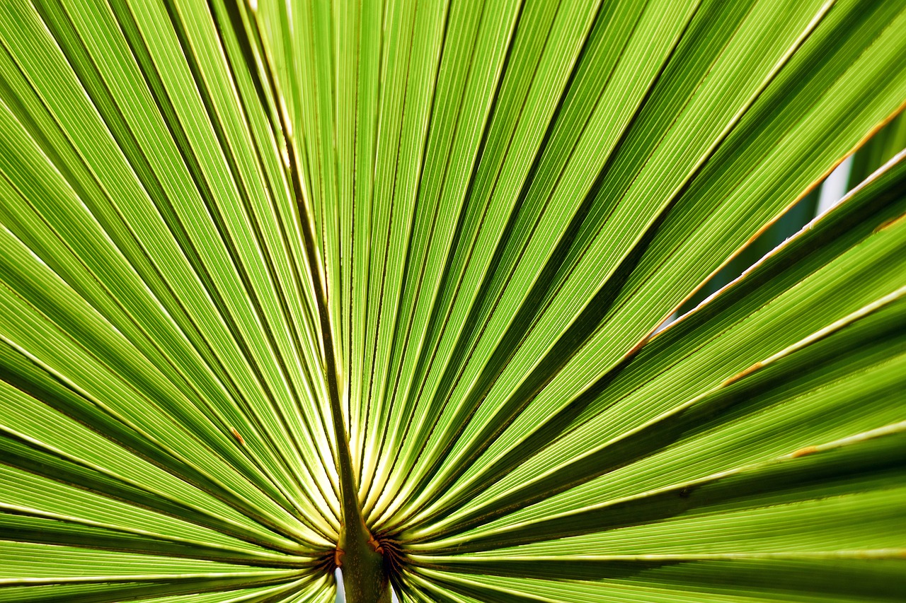 Lapai, Palmių Lapelis, Palmetto Palmetto, Paprastas, Sabal-Palmetto, Palmių Šakelės, Žalias, Struktūra, Dideli Lapai, Prieš Šviesos Priėmimą