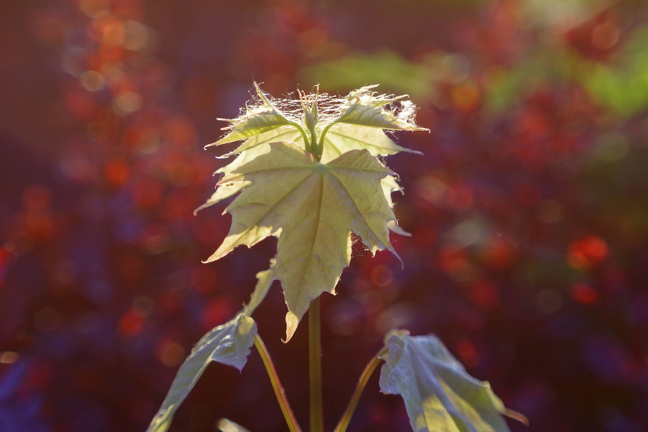 Lapai, Rožinis, Raudona, Klonas, Bokeh, Blur, Gamta, Rosa, Švytėjimas, Meno