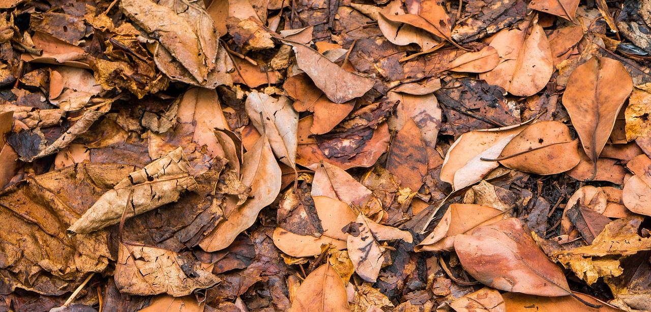 Lapai, Lapai Nudžiūvo, Ruduo, Nudrus, Flora, Miškas, Kritimas, Sausas, Šviesus, Spalvinga