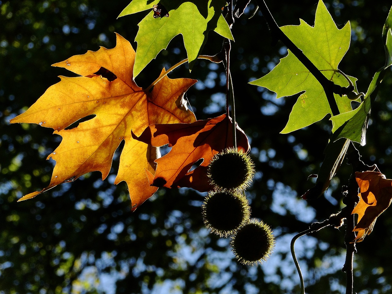 Lapai, Kritimas, Rudens Lapas, Rudens Lapai, Lapai, Gamta, Negyvas Lapelis, Medžių Lapai, Raudonas Lapas, Geltona