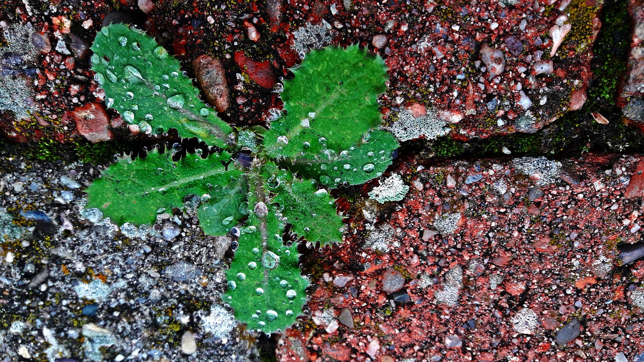 Lapai, Lašai, Vanduo, Rosa, Lašai Vandens, Makro, Lietaus Lašai, Gamta, Šlapias, Nemokamos Nuotraukos