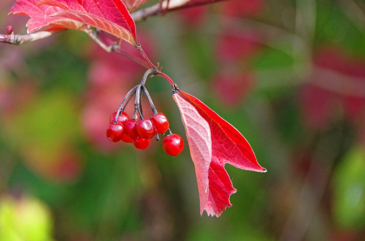 Lapai, Kritimas, Viburnum, Rudens Lapai, Raudonas Lapas, Uogos, Raudona Spalva, Kritimo Spalvos, Vaisiai, Vaisių