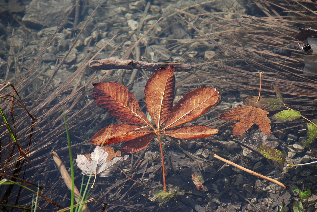 Lapai, Ežeras, Ruduo, Vanduo, Plansee Austria, Nemokamos Nuotraukos,  Nemokama Licenzija