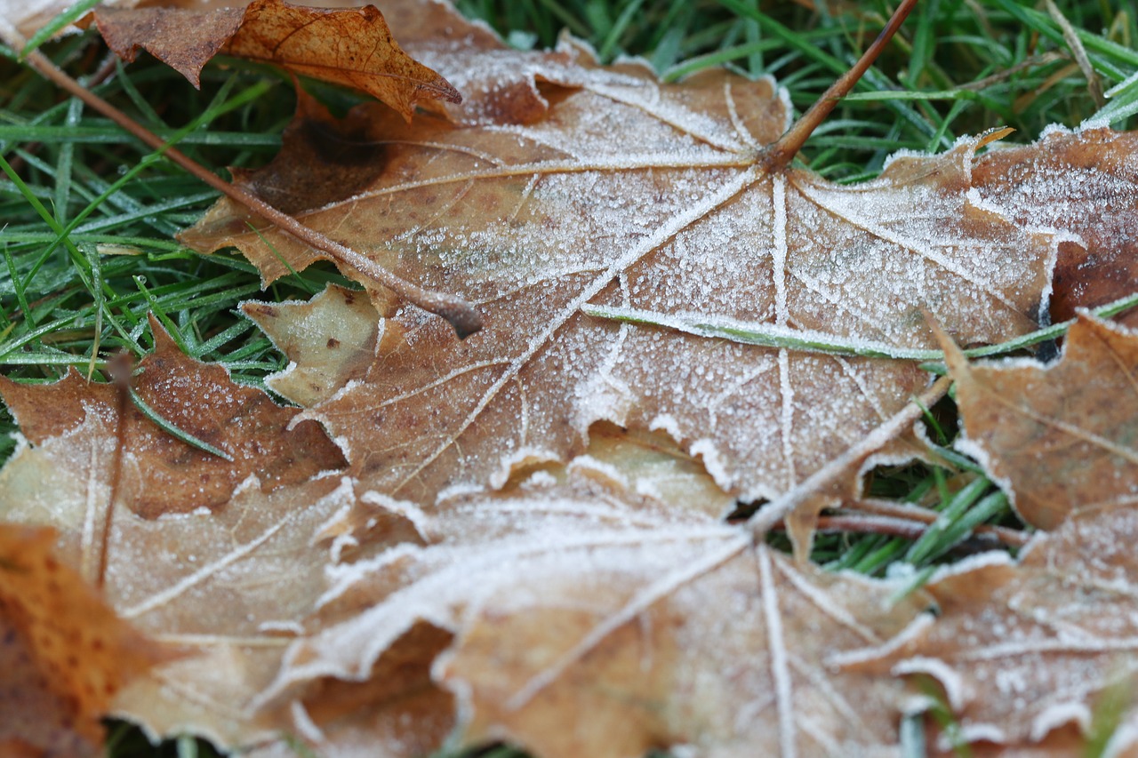 Заморозка листьев. Осень листва заморозки. Заморозки на листве. Заморозки на осенних листьях. Замороженные листья осень.