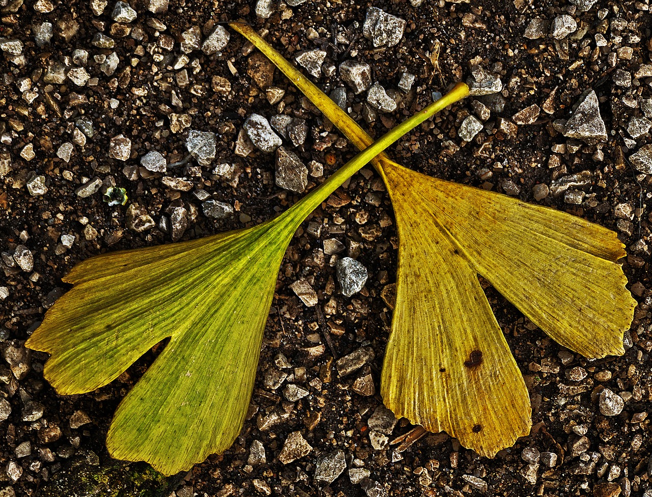 Lapai, Gingko Lapas, Žvyro Kelias, Kritimo Spalva, Gingko, Rudens Lapas, Lapų Dažymas, Saulės Šviesa, Apšviestas, Atgal Šviesa