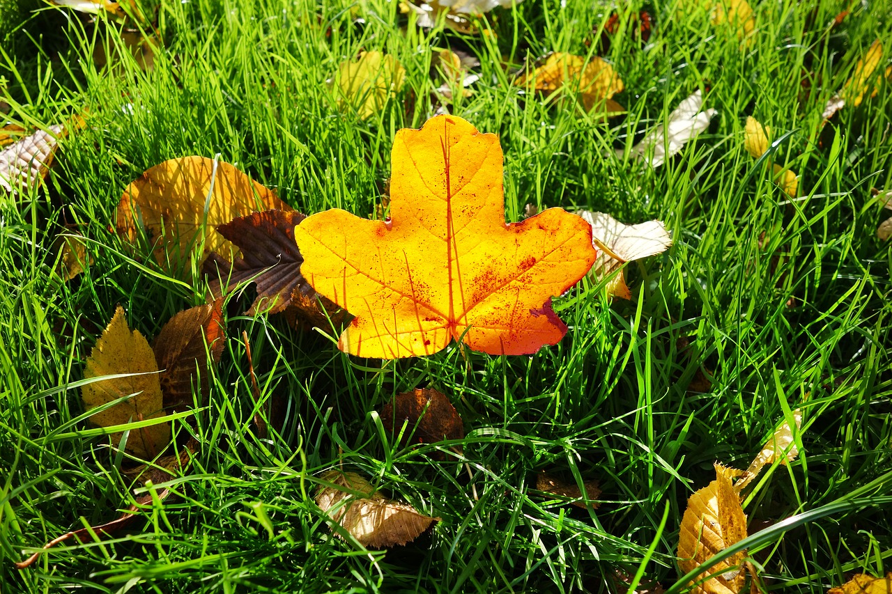 Lapai,rudens lapas,žolė,kritęs lapas,rudens spalvos - nemokamos ...