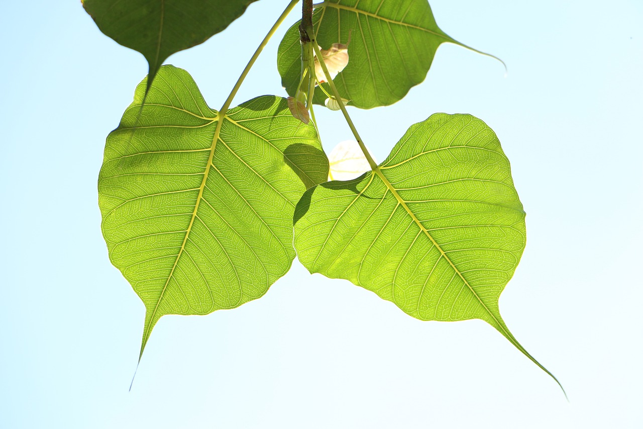 Lapai, Flora, Gamta, Augimas, Stalinis Kompiuteris, Šviežumas, Bodhi, Buda, Dhamma, Budistinis