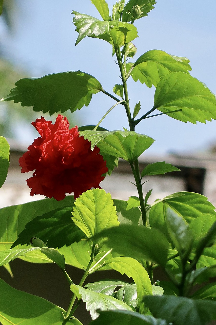 Lapai,  Gamta,  Flora,  Vasara,  Gėlė,  Lauke,  Raudona,  Shoeflower,  Hibiscus,  Šviežias