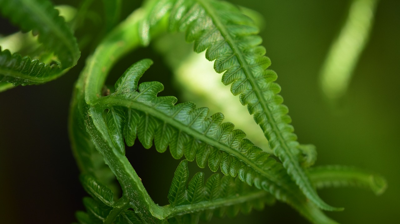 Lapai,  Papartis,  Girnas,  Flora,  Augimas,  Aplinka,  Šviežumas,  Sodrus,  Be Honoraro Mokesčio, Nemokamos Nuotraukos