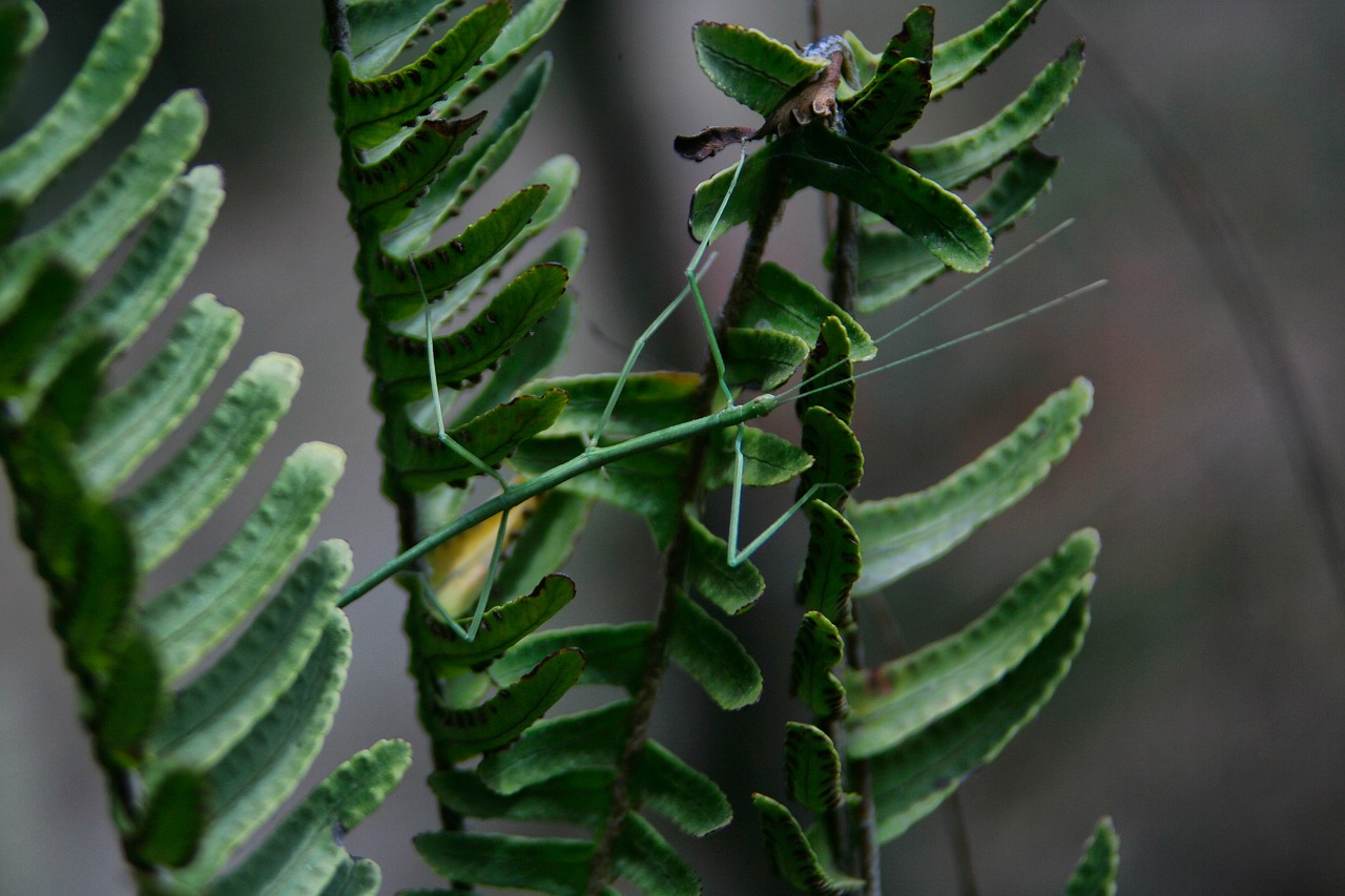 Lapai,  Augalas,  Gamta,  Medis,  Sodas,  Klijuoti Vabzdžius,  Vabzdys,  Biologija,  Evoliucija,  Entomologas