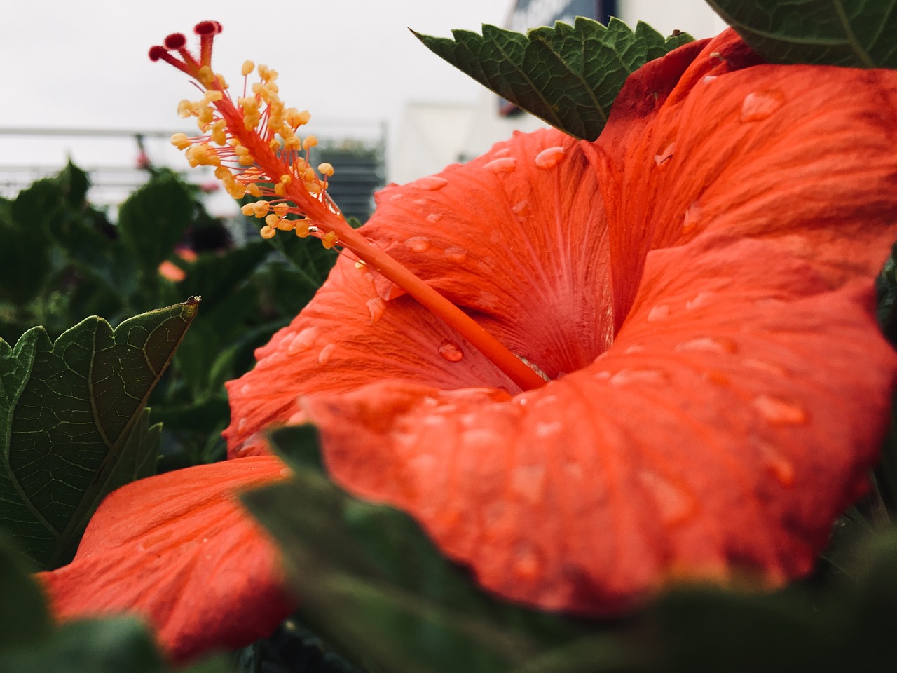 Lapų,  Gėlė,  Pobūdį,  Floros,  Sodas,  Tropical,  Hibiscus,  Žiedlapis,  Gėlių,  Žydi