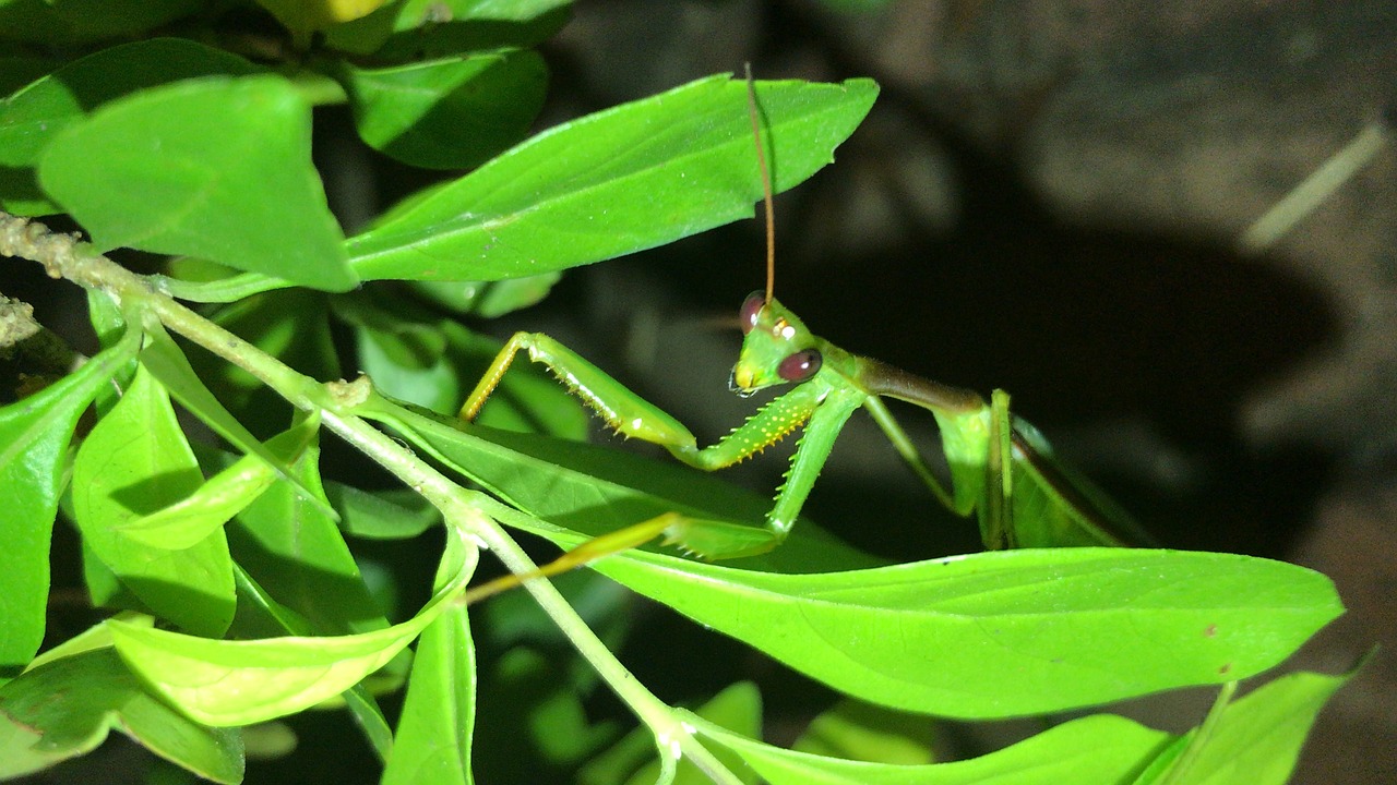 Lapų,  Pobūdį,  Augalų,  Sodas,  Metodas,  Modliszek Zakonne,  Mantis, Nemokamos Nuotraukos,  Nemokama Licenzija