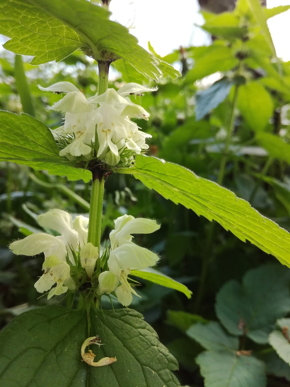 Lapų,  Pobūdį,  Floros,  Lauke,  Gėlė,  Vasara,  Sodas,  Sezonas,  Žolė,  Iš Arti