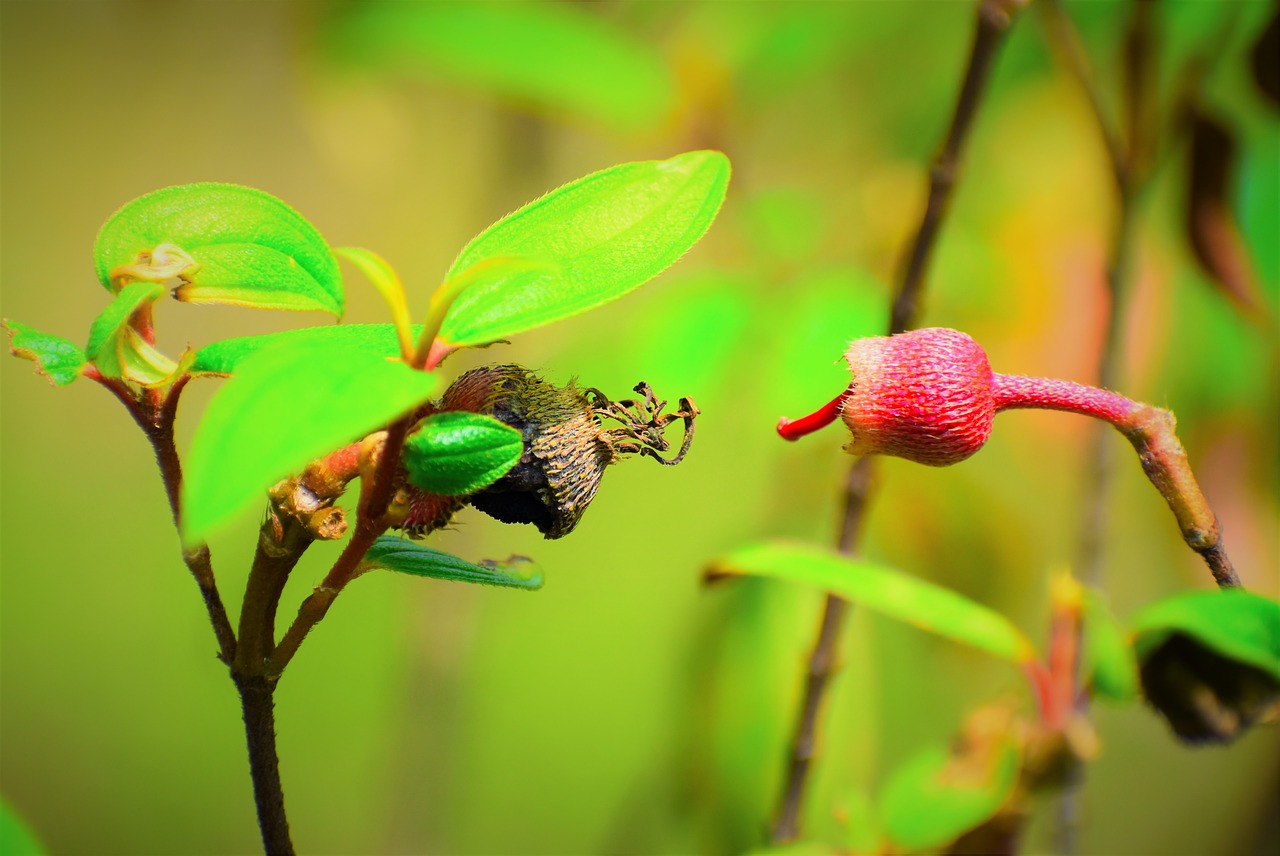 Lapų,  Pobūdį,  Floros,  Iš Arti,  Gėlė, Nemokamos Nuotraukos,  Nemokama Licenzija