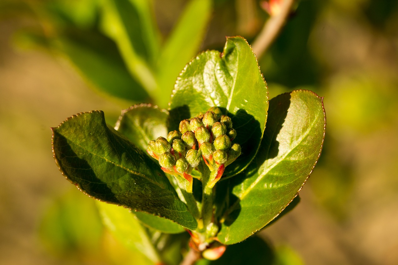 Lapų,  Pobūdį,  Augalų,  Augimas,  Aronia,  Aronijos,  Žiedas, Nemokamos Nuotraukos,  Nemokama Licenzija