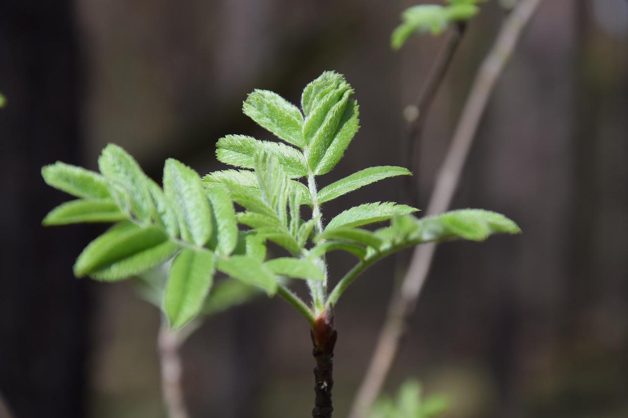 Lapų,  Augalų,  Pobūdį,  Niekas,  Medis,  Pavasaris, Nemokamos Nuotraukos,  Nemokama Licenzija