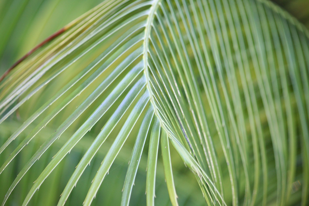 Lapų,  Floros,  Augimas,  Pobūdį,  Darbastalio,  Gniužulų,  Tropical,  Iš Arti,  Sodrus, Nemokamos Nuotraukos