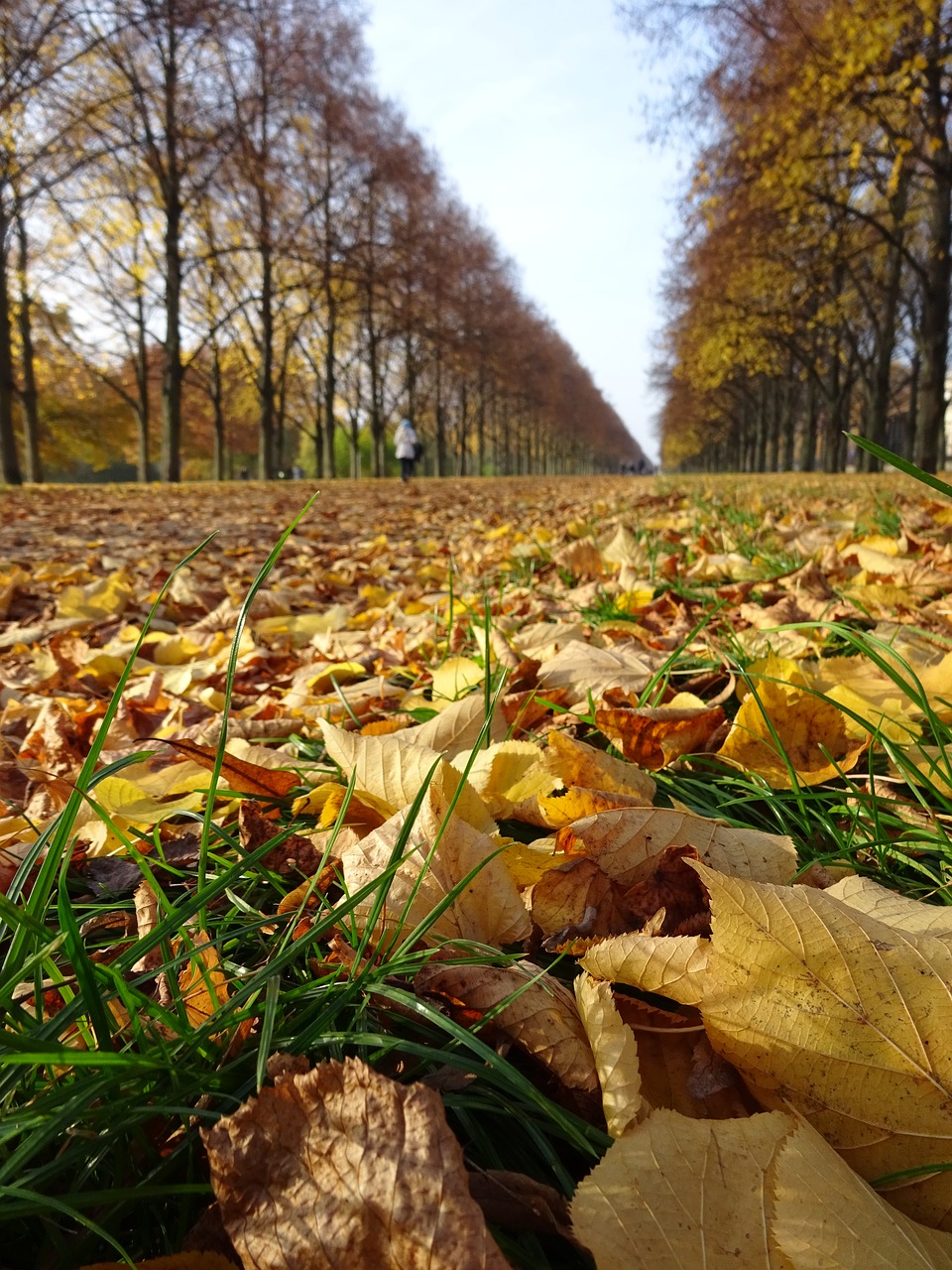 Lapų,  Pobūdį,  Kristi,  Lauke,  Sezonas,  Parkas,  Mediena,  Medis,  Žolė,  Aplinka