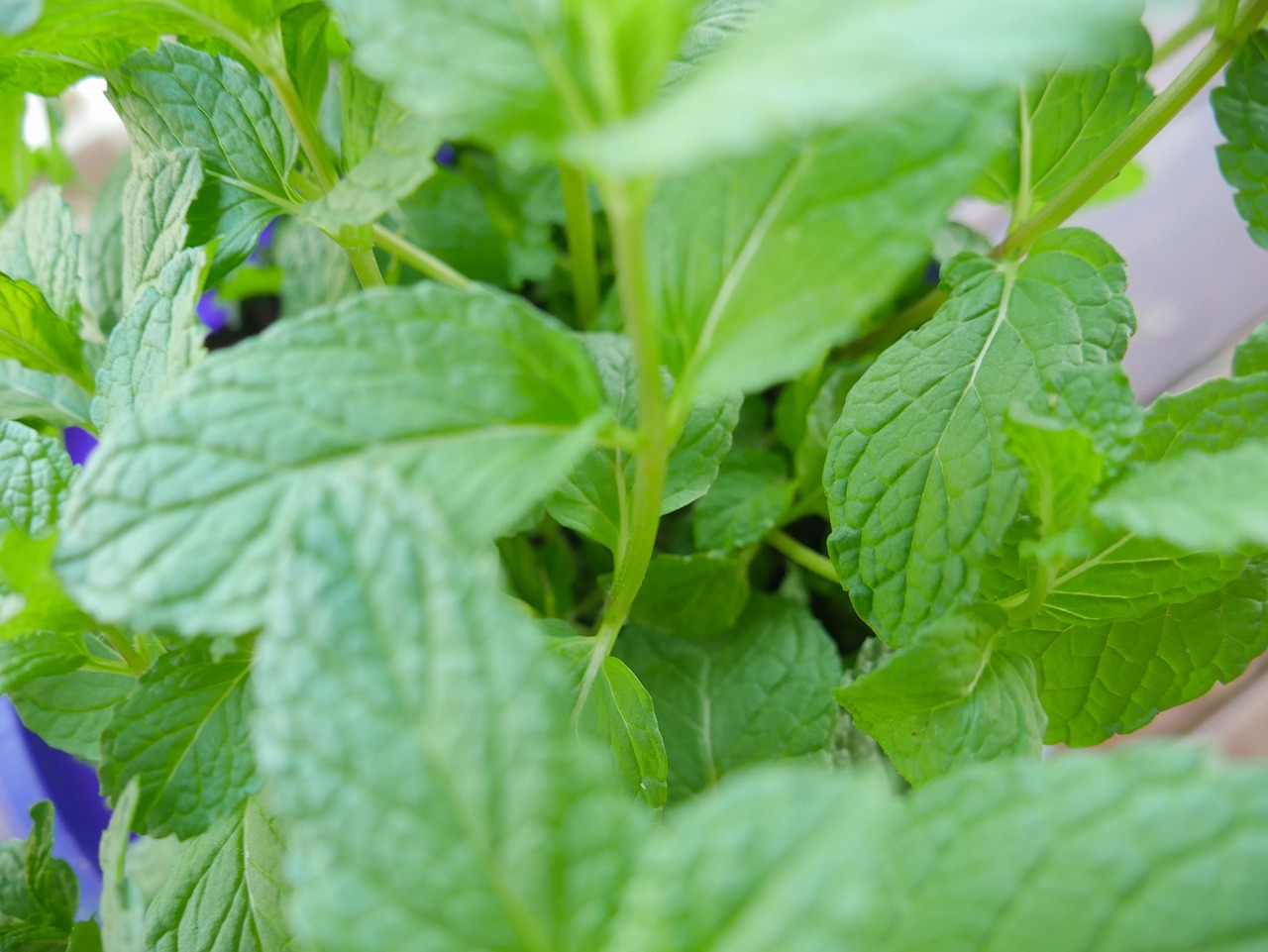 Lapų,  Floros,  Mėtos,  Žolė,  Augalų,  Lapai,  Žolelių,  Žalias,  Aromatinis,  Organinė