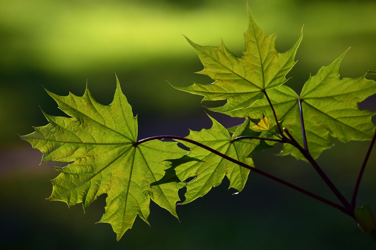 Lapų,  Augalų,  Pobūdį,  Žalias,  Švelnus,  Jauna,  Naujas,  Pabudimas,  Maple,  Ap