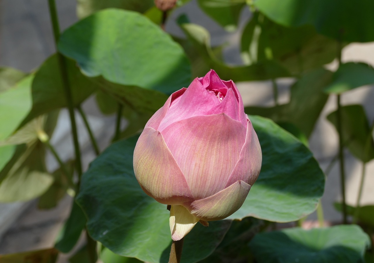 Lapų,  Gėlė,  Augalų,  Lotus,  Pobūdį,  Tropical,  Žiedlapis,  Gėlių,  Botanikos, Nemokamos Nuotraukos