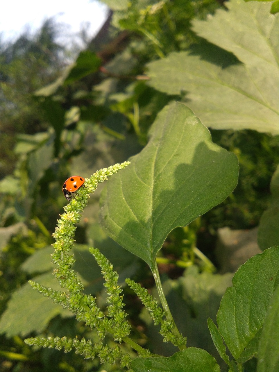 Lapų,  Floros,  Pobūdį,  Augimas,  Lauke,  Žolė,  Medis,  Iš Arti,  Boružė,  Žalias