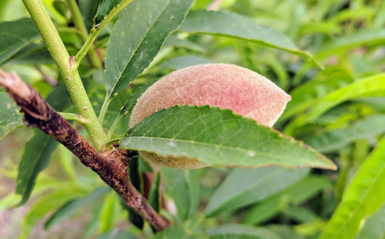 Lapų,  Pobūdį,  Floros,  Maisto,  Lauke,  Persikas,  Sezonas,  Medis,  Sodas, Nemokamos Nuotraukos