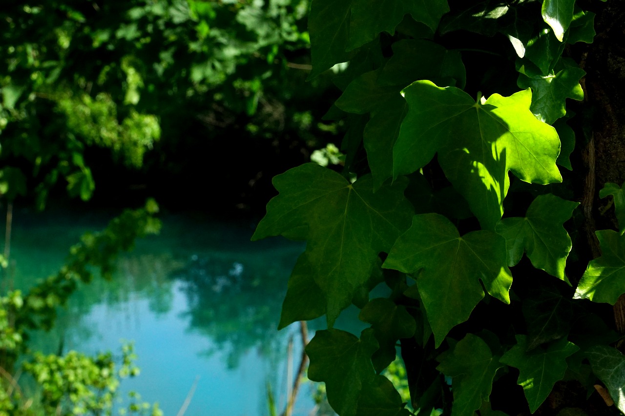 Lapų,  Pobūdį,  Augalų,  Augimas,  Pavasaris,  Šviesos,  Vandenys,  Upė, Nemokamos Nuotraukos,  Nemokama Licenzija