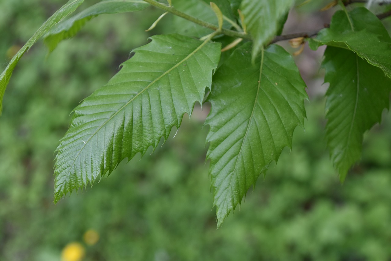 Lapų,  Pobūdį,  Augalų,  Aplinka,  Medis,  Filialas, Nemokamos Nuotraukos,  Nemokama Licenzija