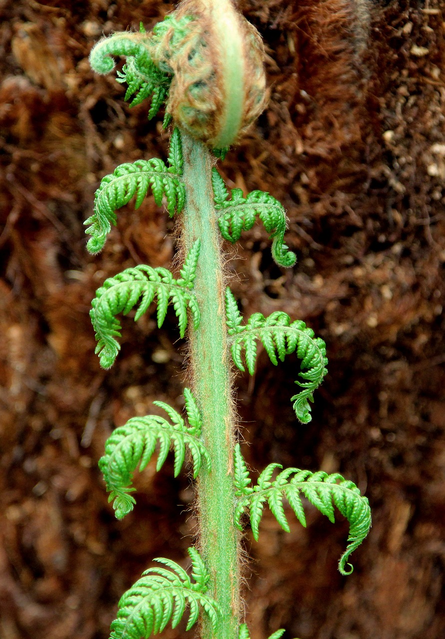 Lapų,  Pobūdį,  Papartis,  Floros,  Darbastalio,  Gniužulų,  Botanikos, Nemokamos Nuotraukos,  Nemokama Licenzija