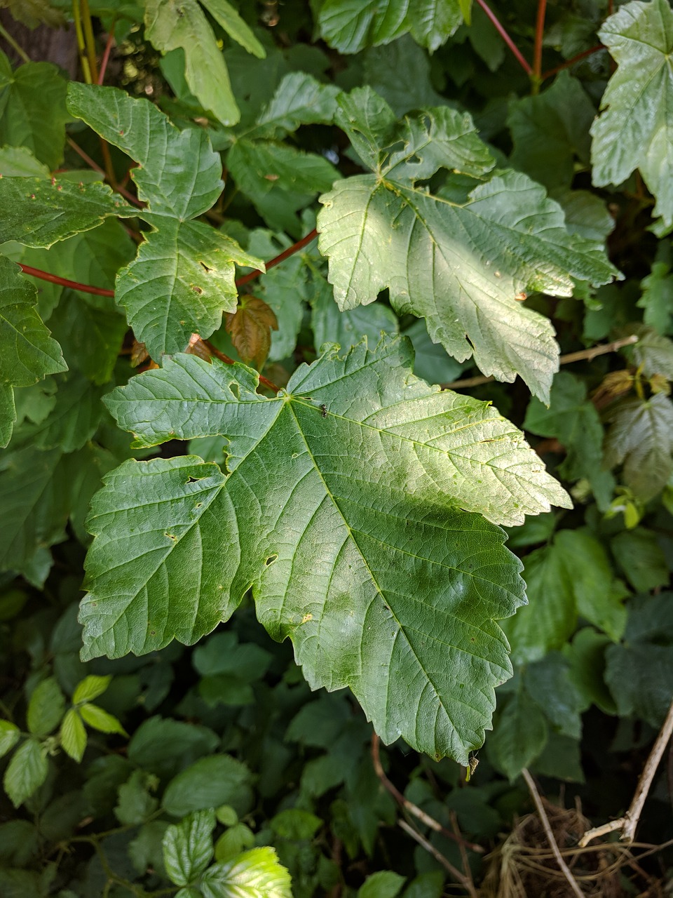 Lapų,  Lapai,  Miškas,  Gyvūnijos,  Žalias,  Pobūdį,  Spalva,  Floros,  Augimas,  Lauke