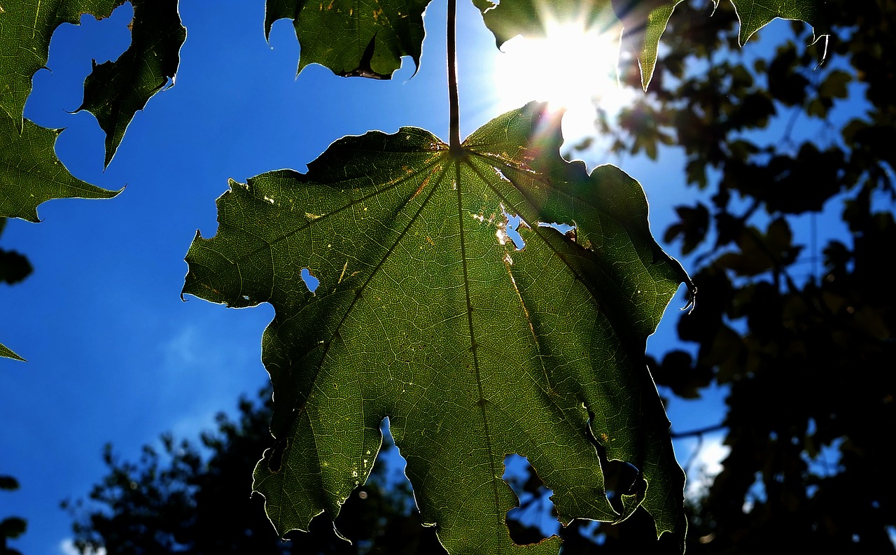 Lapų,  Medis,  Pobūdį,  Lapai,  Miškas,  Žalias,  Kraštovaizdis,  Šviesos,  Filialai,  Lapuočių Medis