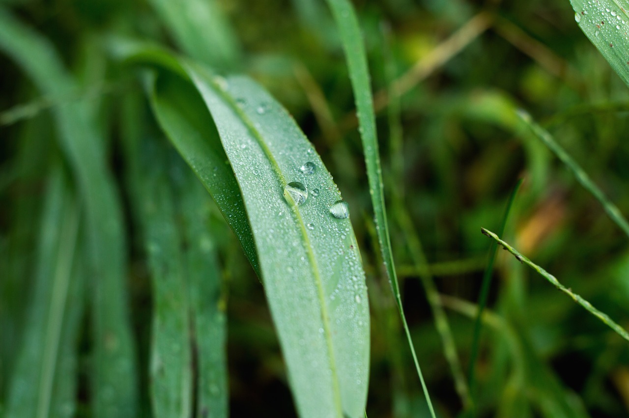 Lapai, Gamta, Makro, Lašai, Žalias, Flora, Nemokamos Nuotraukos,  Nemokama Licenzija