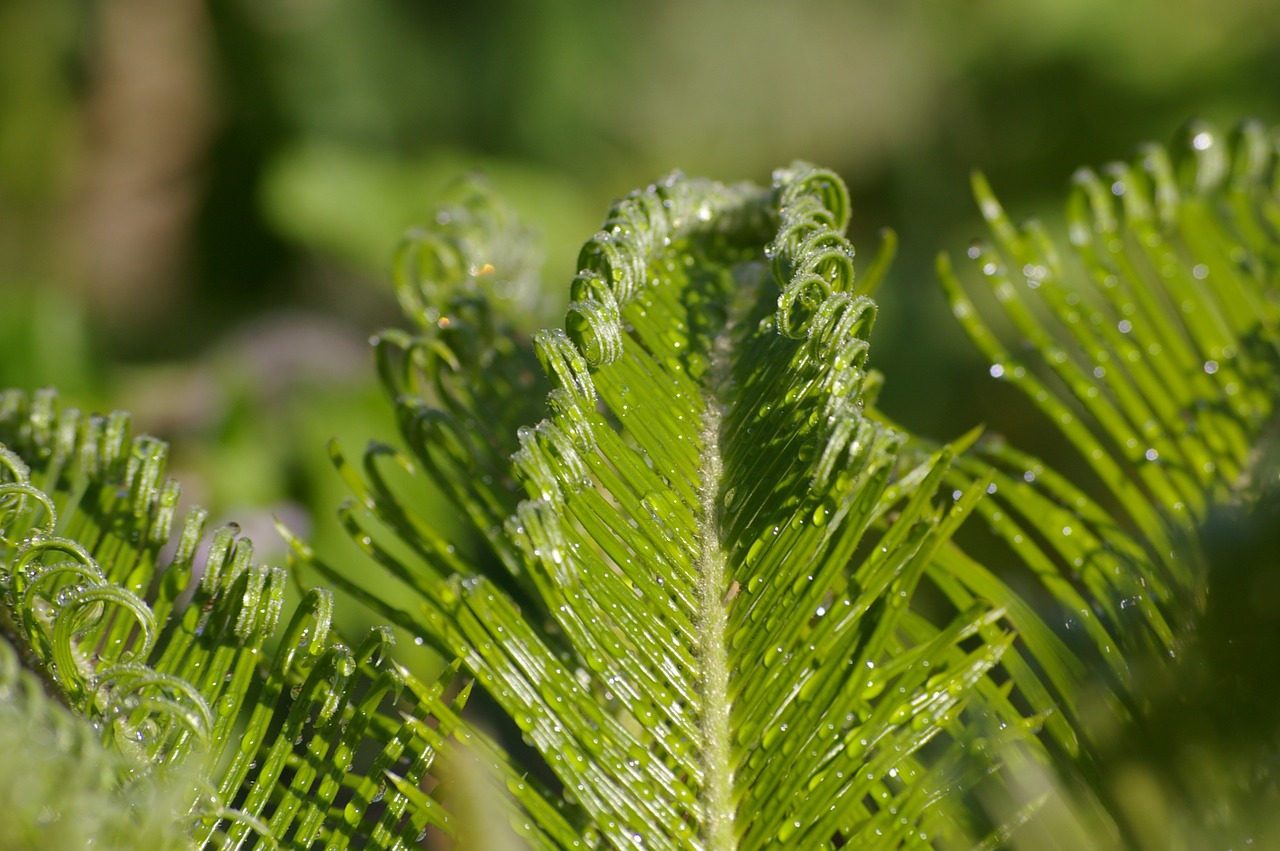 Lapai, Augalas, Fronds, Žalias, Atogrąžų, Lapija, Filialas, Sodas, Nemokamos Nuotraukos,  Nemokama Licenzija