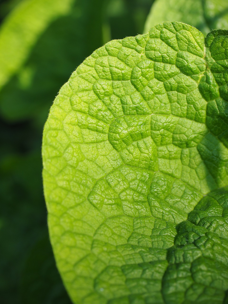 Lapai, Žalias, Gamta, Raukšlėtas, Diržas, Rau, Kraus, Sugadintas, Großblättriges Caucasus Forget-Me-Not, Brunnera Macrophylla