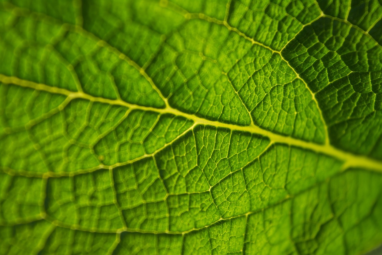 Lapai, Žalias, Makro, Augalas, Gamta, Aplinka, Eco, Ekologija, Botanika, Iš Arti