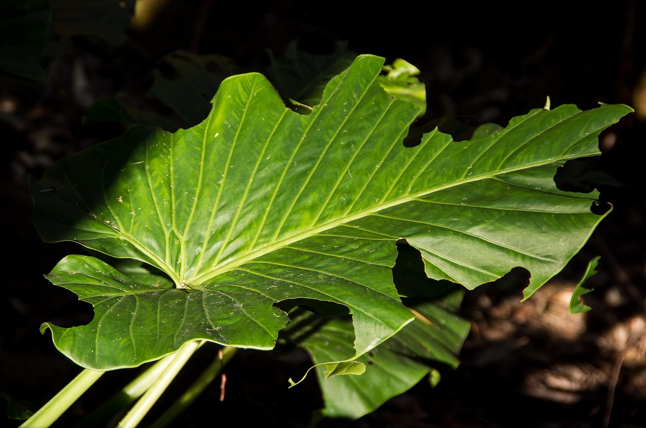 Lapai, Žalias, Cunjavoi, Alocasia Brisbanensis, Atogrąžų Miškai, Miškas, Subtropinis, Nuodingas, Valgė, Queensland